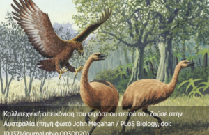 Γιγα-αετός πετούσε στην Αυστραλία σκορπίζοντας τον τρόμο