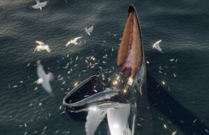 Μία «νέα» κυνηγετική τεχνική των φαλαινών εντοπίστηκε σε αιγυπτιακά χειρόγραφα 2.000 ετών