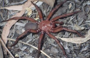 «Γιγαντιαία αράχνη» ανακαλύφθηκε στην Αυστραλία