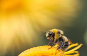 Οι μέλισσες μαθαίνουν να λύνουν γρίφους μέσω της «κοινωνικής μάθησης»