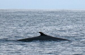 Η τραγική εικόνα μιας φάλαινας που σακατεύτηκε από πλοίο στη Μεσόγειο (Bίντεο)