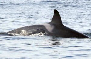 Όρκα που υιοθέτησε δελφίνι εκπλήσσει τους βιολόγους