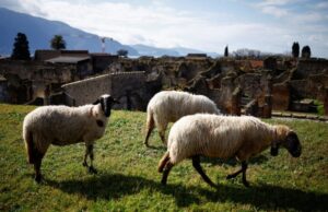 Πομπηία: Γιατί ξαμόλησαν πρόβατα ανάμεσα στις αρχαιότητες;