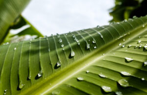 Τεχνητό φύλλο συλλέγει ενέργεια από το θρόισμα και τις σταγόνες της βροχής (Bίντεο)