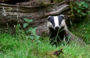 Πώς μια οικογένεια ασβών σταμάτησε τα τρένα στην Ολλανδία