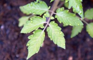 Τα φυτά αντιδρούν στο στρες με υπερηχητικούς στεναγμούς