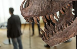 Τυραννόσαυρος: Σπάνιος σκελετός βγαίνει σε δημοπρασία για πρώτη φορά στην Ευρώπη