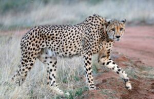 Γατόπαρδοι γεννήθηκαν στην Ινδία 70 χρόνια μετά την εξαφάνισή τους