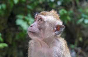 Ταϊλάνδη: Μποϊκοτάζ στα προϊόντα από καρύδα εξαιτίας… καταναγκαστικής εργασίας των μαϊμούδων