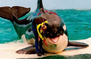 Η όρκα «Λολίτα» επιστρέφει στον ωκεανό μετά από μισό αιώνα αιχμαλωσίας