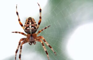 Γιατί οι θηλυκές παριστάνουν τις νεκρές κατά την αναπαραγωγή;