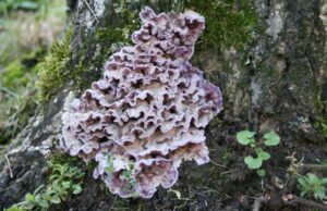 Θανατηφόρος μύκητας φυτών μόλυνε άνθρωπο – «Το πρώτο κρούσμα στον κόσμο»