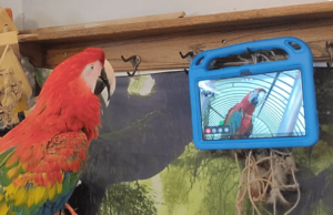 Έρευνα: Παπαγάλοι που διδάσκονται να κάνουν βιντεοκλήσεις ο ένας στον άλλον… γίνονται λιγότερο μοναχικοί
