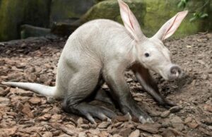 Γενετική σύγκριση με 240 είδη θηλαστικών ξετυλίγει την ανθρώπινη εξέλιξη