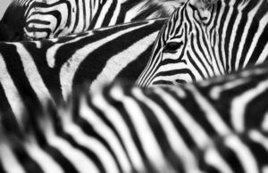 Όλοι έχουμε ρίγες σαν τις ζέβρες και δεν το ξέρουμε