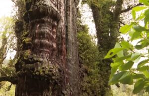 Tο γηραιότερο δέντρο στον πλανήτη