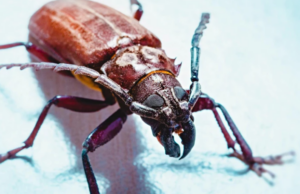 Γιατί υπάρχουν τόσα λίγα έντομα στους ωκεανούς;