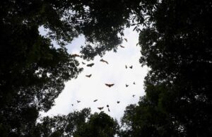 Νυχτερίδες: Μπορεί ο «καλύτερος ξενιστής» φονικών ιών να μας σώσει από μια νέα πανδημία;