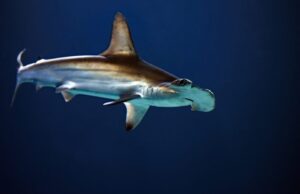 Γιατί οι σφυροκέφαλοι καρχαρίες κρατούν την αναπνοή τους όταν κυνηγούν τροφή;