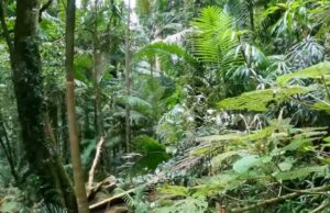 Η τοξίνη ενός δέντρου στην Αυστραλία μπορεί να οδηγήσει σε νέα παυσίπονα