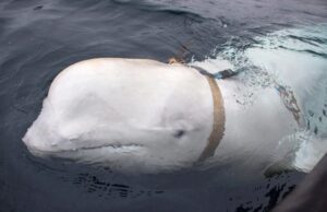 «Μπελούγκα του Πούτιν» – Επανεμφανίστηκε η φάλαινα που θεωρήθηκε κατάσκοπος της Ρωσίας