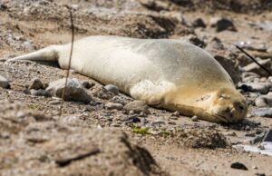 Ισραήλ: Aπειλούμενη με εξαφάνιση φώκια εμφανίστηκε σε παραλία της Γιάφας