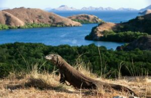 Δράκος του Κόμοντο: Ο πιο στυγερός «δολοφόνος» της φύσης εν δράσει