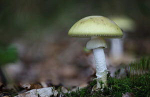 Eπιστήμονες (πιστεύουν ότι) βρήκαν αντίδοτο στο πιο θανατηφόρο μανιτάρι του κόσμου