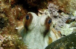 Καταγράφηκε για πρώτη φορά εγκεφαλικό κύμα στα χταπόδια – Προσομοιάζει με αυτό του ανθρώπινου εγκεφάλου