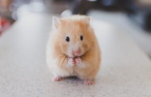 H τεχνητή νοημοσύνη έφτιαξε ταινία διαβάζοντας το μυαλό ποντικιών