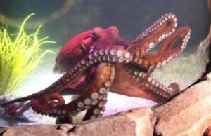 Τι κάνουν τα χταπόδια όταν θυμώνουν: Εικόνες από το βυθό