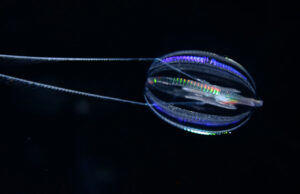 Πώς έμοιαζαν τα πρώτα ζώα;