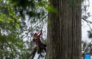 Γίγαντας 102 μέτρων: Το ψηλότερο δέντρο της Ασίας κρυβόταν στο βαθύτερο φαράγγι του κόσμου (εικόνες)