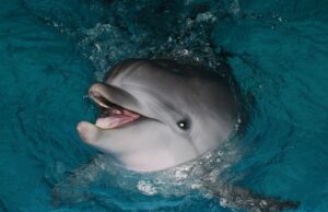 Τα θηλυκά δελφίνια μιλούν «μωρουδίστικα» στα μικρά τους όπως οι άνθρωποι, δείχνει νέα έρευνα