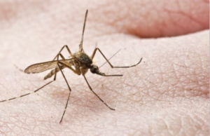 Ελληνικές δωρεάν εφαρμογές κινητών που απωθούν τα κουνούπια μέσω του ήχου