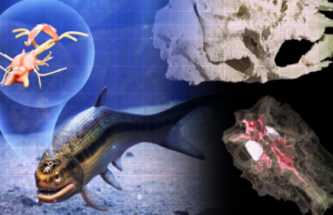 O αρχαιότερος εγκέφαλος σε σπονδυλωτό πλάσμα (ΒΙΝΤΕΟ)