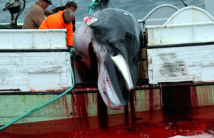 Η Ισλανδία «παγώνει» το κυνήγι φαλαινών – Ελπίδες ότι θα καταργηθεί