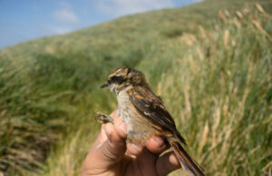 Πάνω από 500 εκατομμύρια πουλιά χάθηκαν στην Ευρώπη