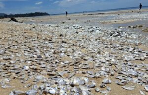 Χιλιάδες νεκρά ψάρια ξεβράστηκαν σε παραλία της Ταϊλάνδης – Τι λένε οι ειδικοί