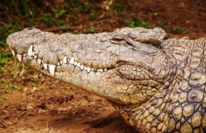 Απίστευτη ανακάλυψη: Παρθενογένεση κροκόδειλου αναδεικνύει μυστήρια της αρχαίας ζωής