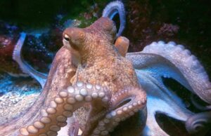 Μπορούν τα χταπόδια να ονειρεύονται; Αυτά τα βίντεο ίσως σας πείσουν