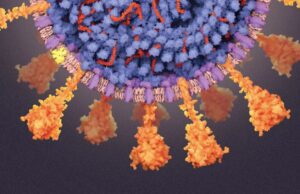 Κοροναϊός: Νέα εξήγηση για τους λίγους τυχερούς που δεν αρρώστησαν ποτέ