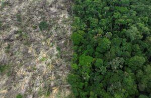 Τροπικά δάση: «Μια ολόκληρη Ελβετία» αποψιλώθηκε το 2022
