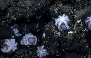 Επιστήμονες ανακάλυψαν σπάνιο «μαιευτήριο» χταποδιών στα βάθη του ωκεανού