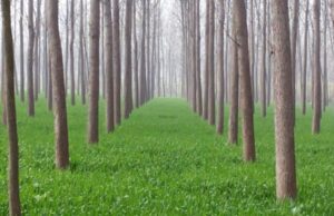 Γενετικά τροποποιημένα δέντρα υπόσχονται πιο βιώσιμο χαρτί