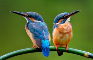 Ερευνα: Και τα πουλιά «χωρίζουν» λόγω απιστίας ή «σχέσεων εξ αποστάσεως»