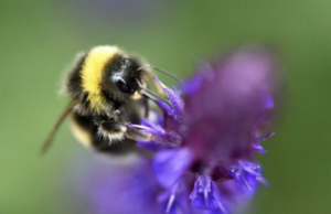 Ο εγκέφαλος της μέλισσας οδηγός για την εξέλιξη της τεχνητής νοημοσύνης