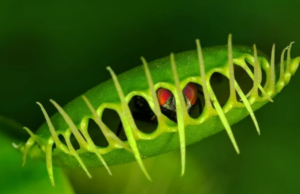 Πώς έγιναν σαρκοφάγα τα φυτά;