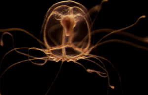 Το μόνο πλάσμα της Γης που μπορεί να ζήσει για πάντα