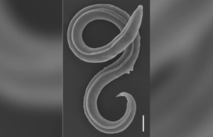 Προϊστορικό σκουλήκι από τη Σιβηρία «αναστήθηκε» μετά από 46.000 χρόνια